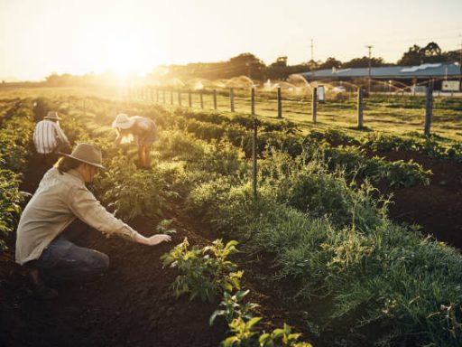 The role and value of water in agricultural development