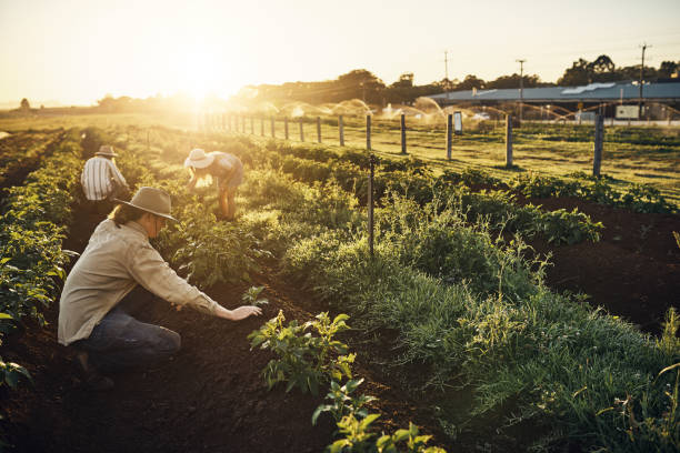 The role and value of water in agricultural development